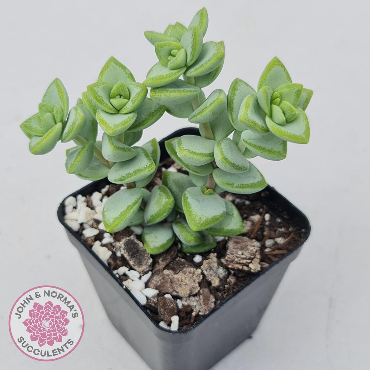 Crassula rupestris 'White Star'