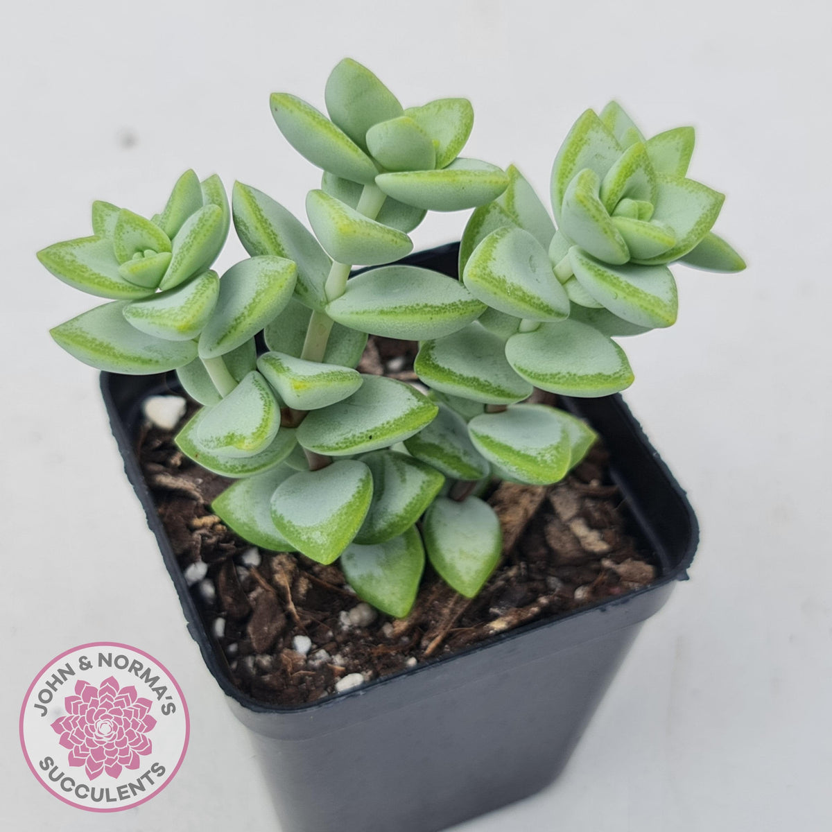 Crassula rupestris 'White Star'