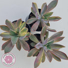 Graptoveria 'Fred Ives Variegata' (Yellow/Gold Variegation)