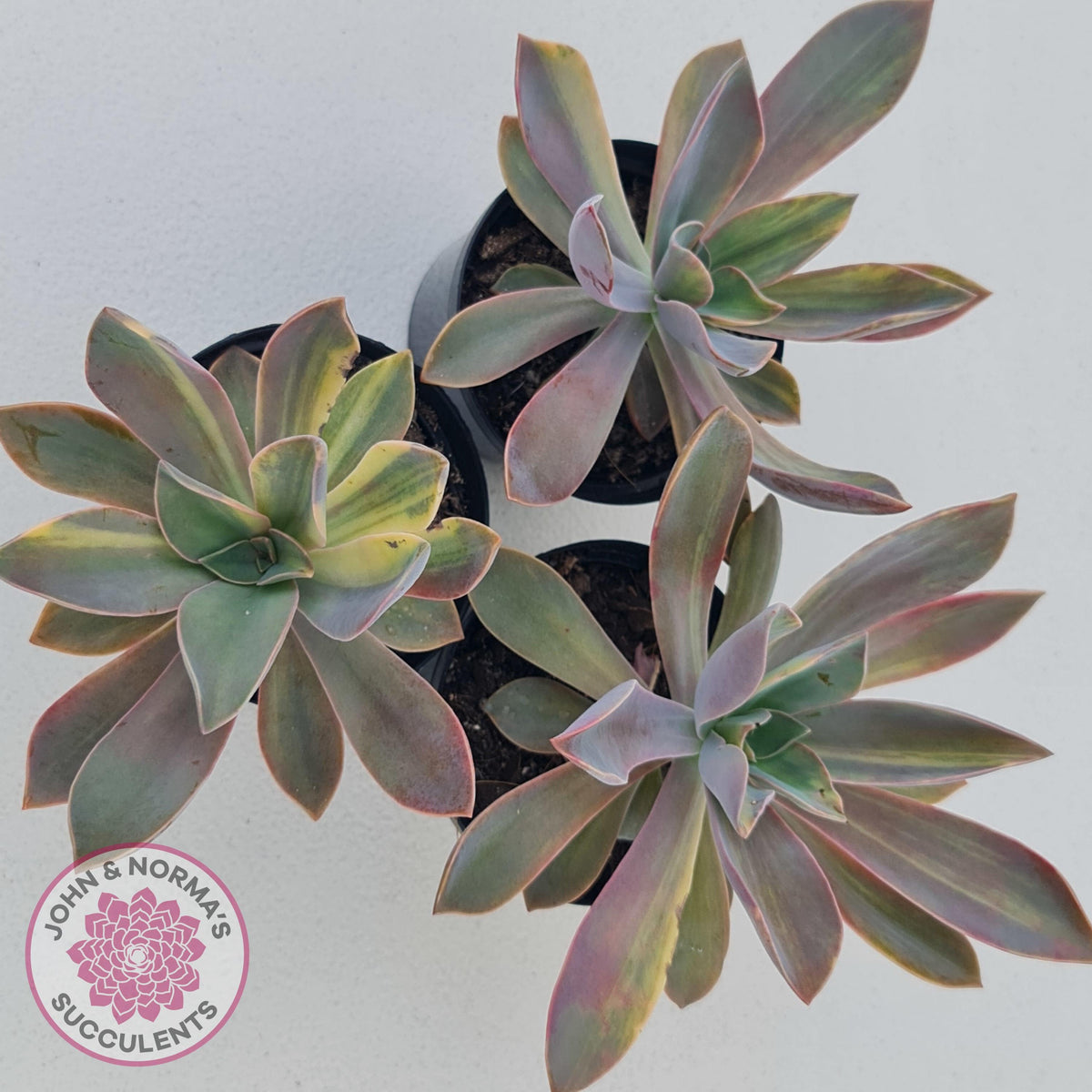 Graptoveria 'Fred Ives Variegata' (Yellow/Gold Variegation)