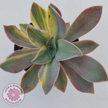 Load image into Gallery viewer, Graptoveria Fred Ives variegata (Yellow/Gold variegation) - John &amp; Norma&#39;s Succulents
