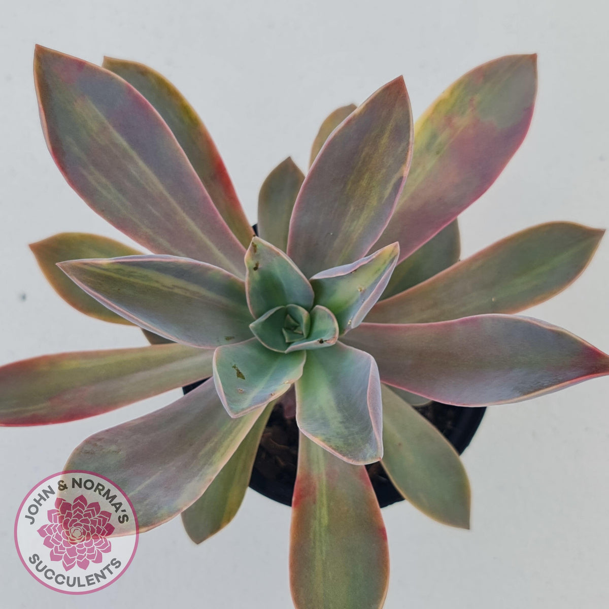 Graptoveria 'Fred Ives Variegata' (Yellow/Gold Variegation)