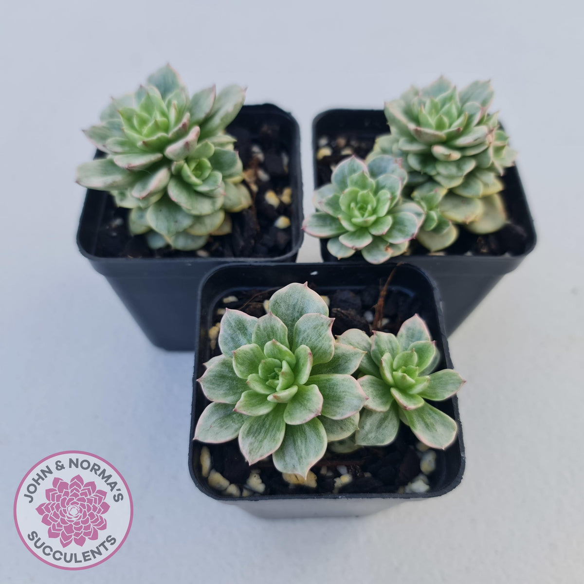 Sedeveria Rolly Silk Variegata - Clumps