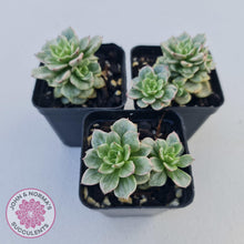 Load image into Gallery viewer, Sedeveria Rolly Silk Variegata - Multi - John &amp; Norma&#39;s Succulents
