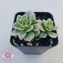 Load image into Gallery viewer, Sedeveria Rolly Silk Variegata - Multi - John &amp; Norma&#39;s Succulents
