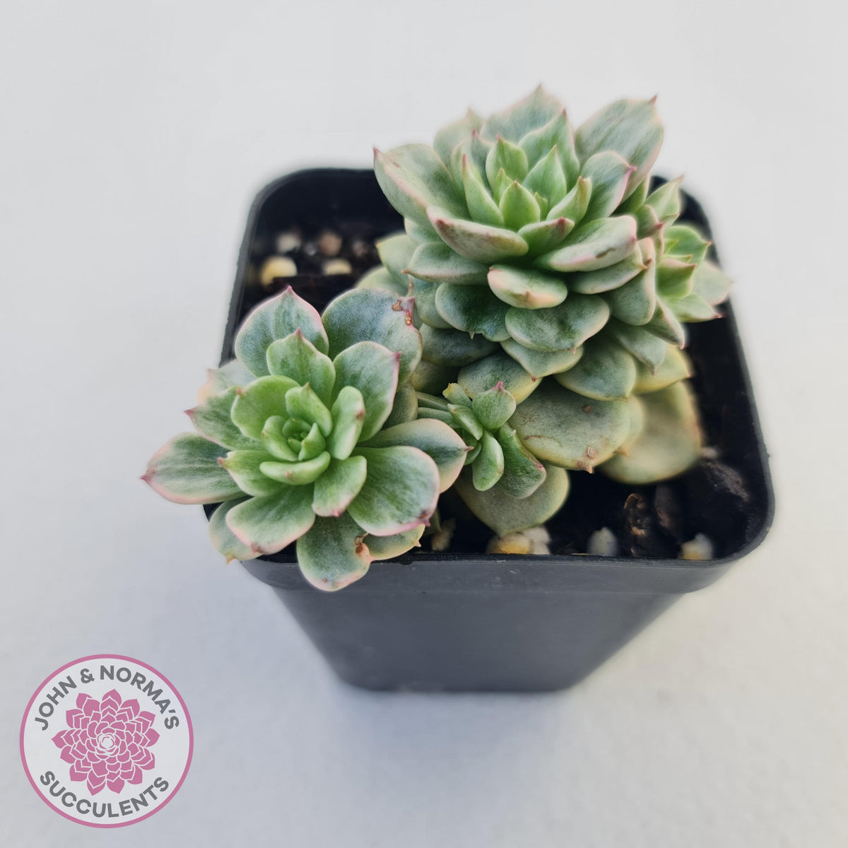 Sedeveria Rolly Silk Variegata - Clumps
