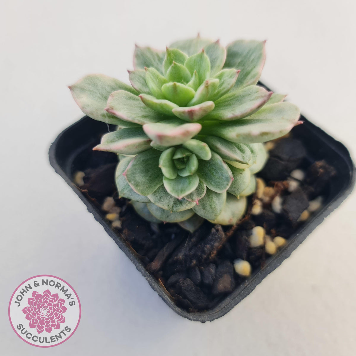 Sedeveria Rolly Silk Variegata - Clumps