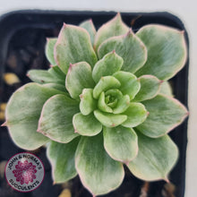 Load image into Gallery viewer, Sedeveria Rolly Silk Variegata - Multi - John &amp; Norma&#39;s Succulents
