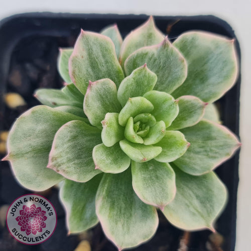 Sedeveria Rolly Silk Variegata - Multi - John & Norma's Succulents