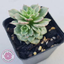 Load image into Gallery viewer, Sedeveria Rolly Silk Variegata - Multi - John &amp; Norma&#39;s Succulents
