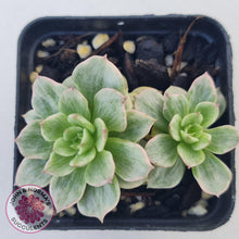 Load image into Gallery viewer, Sedeveria Rolly Silk Variegata - Multi - John &amp; Norma&#39;s Succulents
