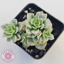 Load image into Gallery viewer, Sedeveria Rolly Silk Variegata - Multi - John &amp; Norma&#39;s Succulents
