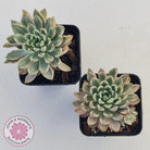Echeveria Green Emerald variegata