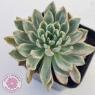 Echeveria Green Emerald variegata