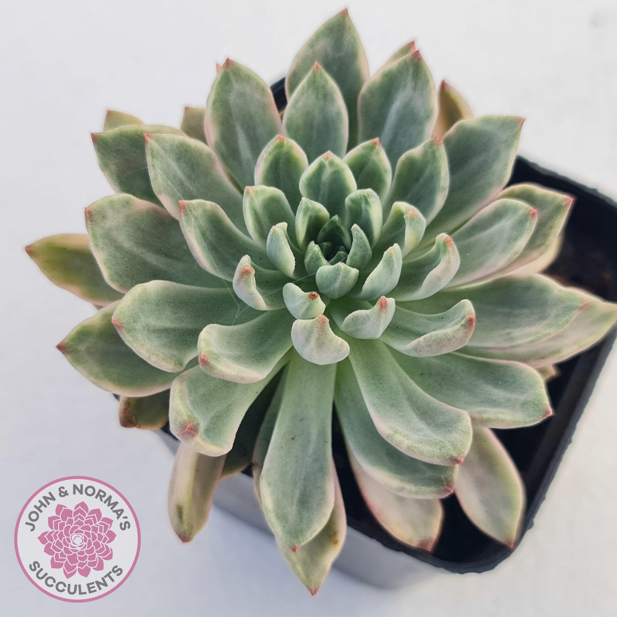 Echeveria Green Emerald variegata