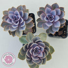 Echeveria 'Purple Pearl'