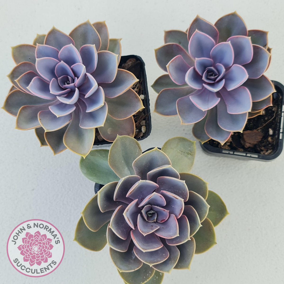Echeveria 'Purple Pearl'
