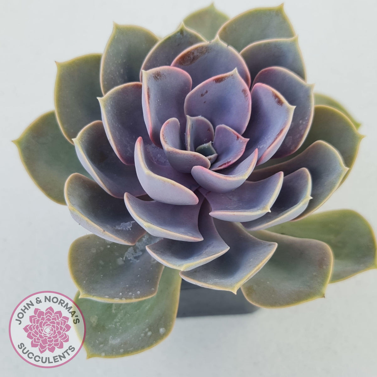 Echeveria 'Purple Pearl'
