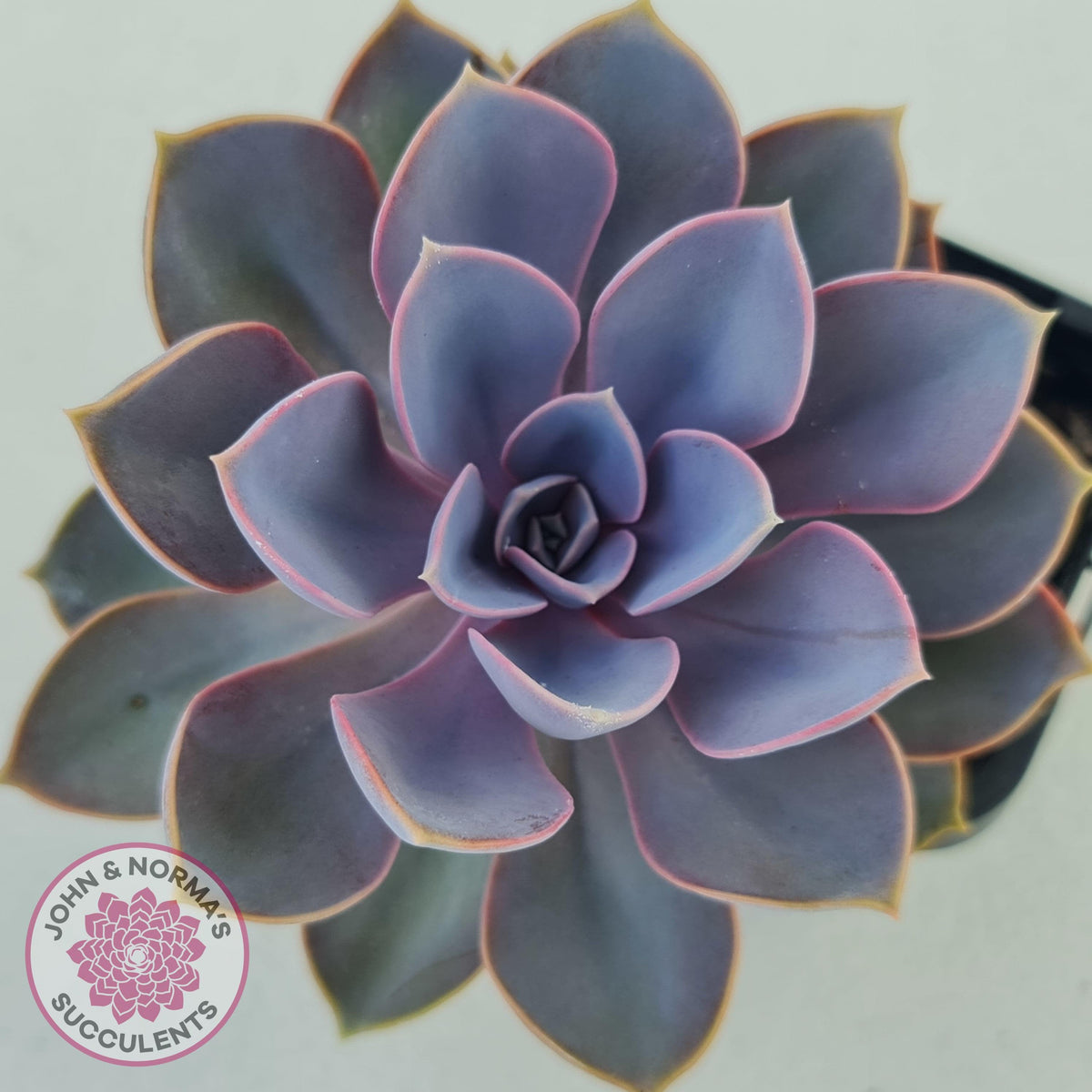 Echeveria 'Purple Pearl'