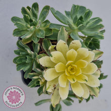 Load image into Gallery viewer, Aeonium Castello-Paivae Variegata &#39;Suncup&#39; - John &amp; Norma&#39;s Succulents
