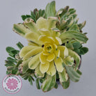 Aeonium Castello-Paivae Variegata 'Suncup'