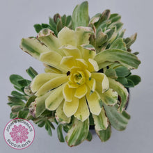 Load image into Gallery viewer, Aeonium Castello-Paivae Variegata &#39;Suncup&#39; - John &amp; Norma&#39;s Succulents
