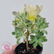 Load image into Gallery viewer, Aeonium Castello-Paivae Variegata &#39;Suncup&#39; - John &amp; Norma&#39;s Succulents
