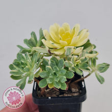 Load image into Gallery viewer, Aeonium Castello-Paivae Variegata &#39;Suncup&#39; - John &amp; Norma&#39;s Succulents
