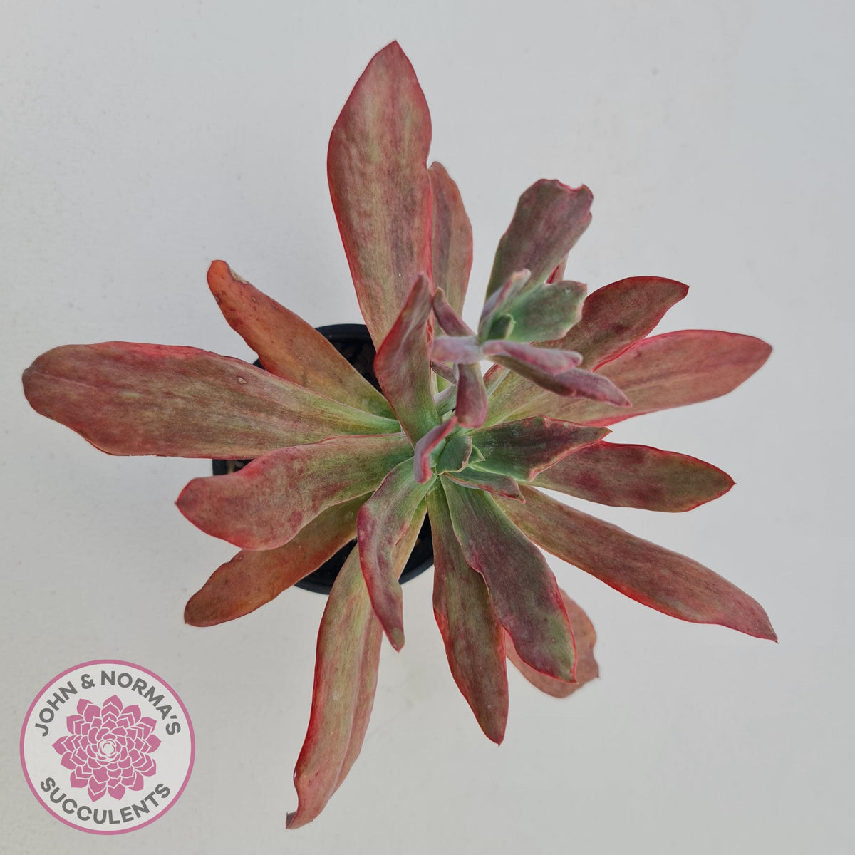 Echeveria Diamond State Variegata