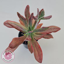 Load image into Gallery viewer, Echeveria Diamond State Variegata - John &amp; Norma&#39;s Succulents
