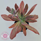 Echeveria Diamond State Variegata