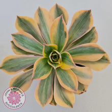 Load image into Gallery viewer, Aeonium Sunburst - John &amp; Norma&#39;s Succulents
