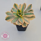 Aeonium 'Sunburst'