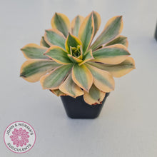 Load image into Gallery viewer, Aeonium Sunburst - John &amp; Norma&#39;s Succulents
