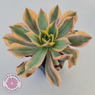 Aeonium 'Sunburst'