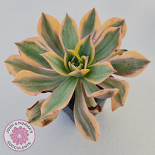 Load image into Gallery viewer, Aeonium Sunburst - John &amp; Norma&#39;s Succulents
