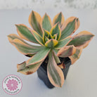 Aeonium 'Sunburst'