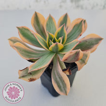 Load image into Gallery viewer, Aeonium Sunburst - John &amp; Norma&#39;s Succulents
