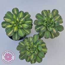 Load image into Gallery viewer, Aeonium Moonburst - John &amp; Norma&#39;s Succulents
