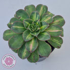 Aeonium Moonburst