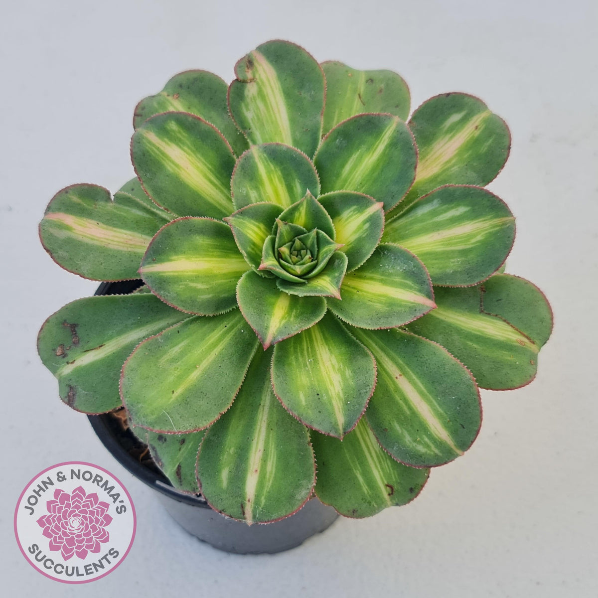 Aeonium Moonburst