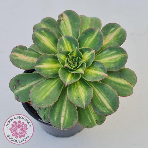 Aeonium Moonburst - John & Norma's Succulents