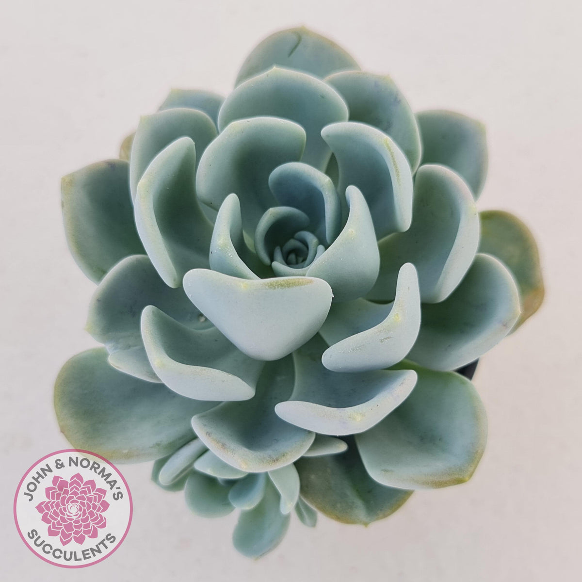 Pachyveria Orpet