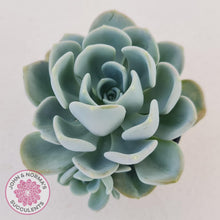 Load image into Gallery viewer, Pachyveria Orpet - John &amp; Norma&#39;s Succulents
