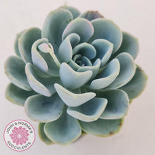 Load image into Gallery viewer, Pachyveria Orpet - John &amp; Norma&#39;s Succulents
