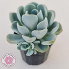 Pachyveria Orpet