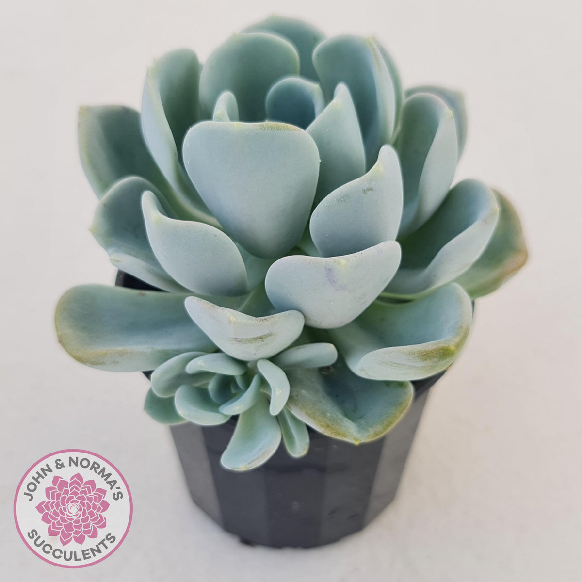 Pachyveria Orpet