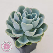 Load image into Gallery viewer, Pachyveria Orpet - John &amp; Norma&#39;s Succulents
