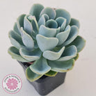 Pachyveria Orpet