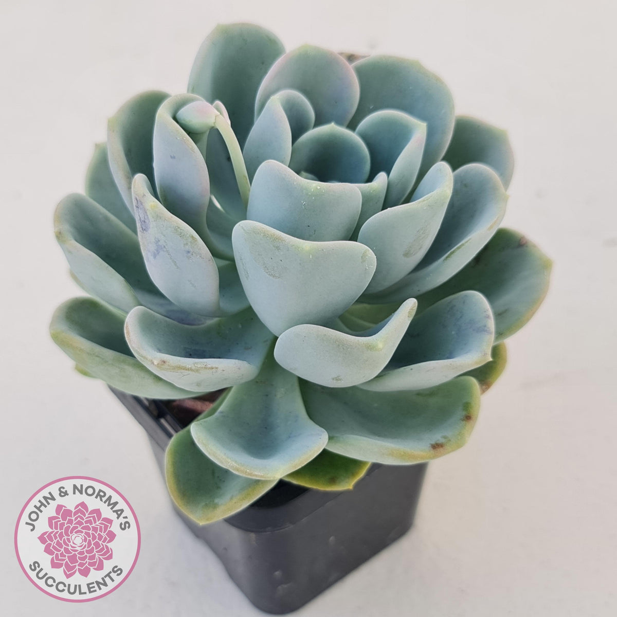 Pachyveria Orpet